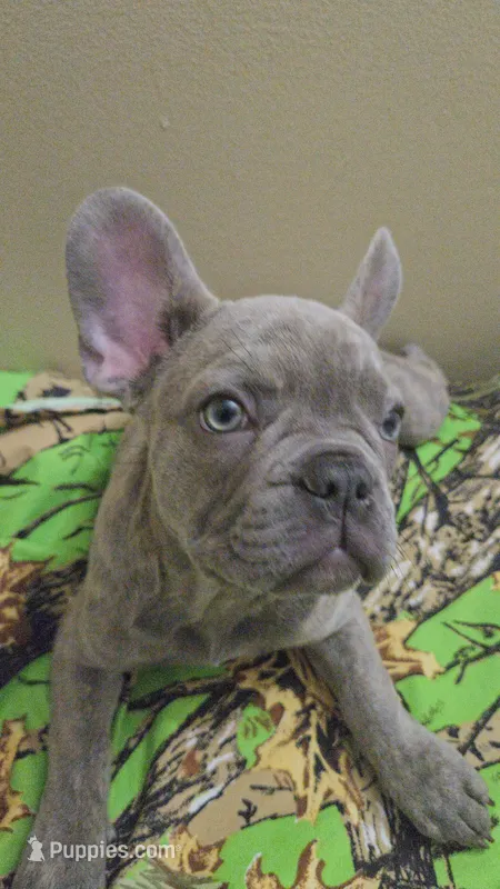 Sadie  – French Bulldog puppy for sale in Greenwood, FL