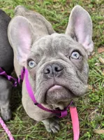 Sadie , a female French Bulldog for sale in Greenwood, FL – 1 of 10