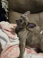 Sadie , a female French Bulldog for sale in Greenwood, FL – 4 of 10