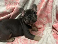 Yogi , a male French Bulldog for sale in Greenwood, FL – 2 of 7