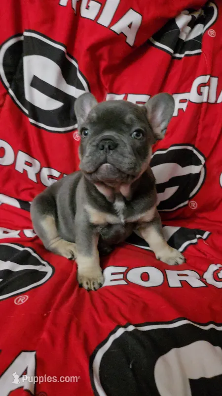 Yogi – French Bulldog puppy for sale in Greenwood, FL
