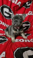 Yogi, a male French Bulldog for sale in Greenwood, FL – 1 of 10