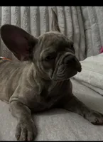 Sadie , a female French Bulldog for sale in Greenwood, FL – 5 of 10