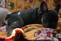 Yogi Bear , a male French Bulldog for sale in Greenwood, FL – 5 of 10