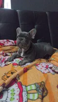 Blu, a male French Bulldog for sale in Greenwood, FL – 6 of 10