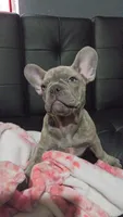 Sadie, a female French Bulldog for sale in Greenwood, FL – 2 of 8