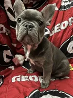 Blu , a male French Bulldog for sale in Greenwood, FL – 3 of 8