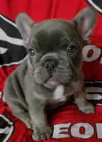 Charlotte, a female French Bulldog for sale in Greenwood, FL – 3 of 10