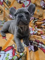 Sadie , a female French Bulldog for sale in Greenwood, FL – 2 of 10