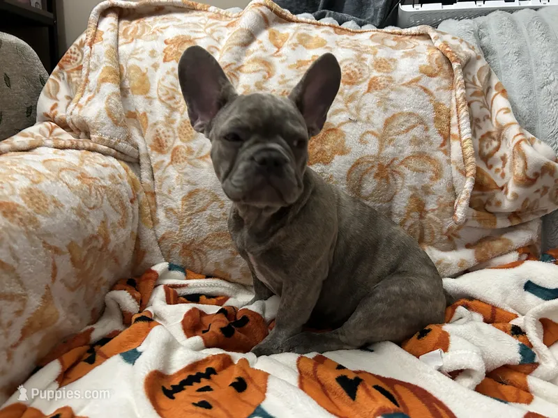 Sadie  – French Bulldog puppy for sale in Greenwood, FL