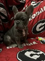 Blu , a male French Bulldog for sale in Greenwood, FL – 4 of 8