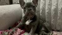 Charlotte, a female French Bulldog for sale in Greenwood, FL – 6 of 9