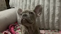 Sadie , a female French Bulldog for sale in Greenwood, FL – 6 of 7