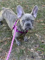 Sadie , a female French Bulldog for sale in Greenwood, FL – 8 of 10