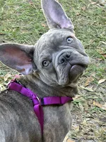 Sadie , a female French Bulldog for sale in Greenwood, FL – 2 of 10
