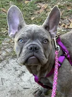 Sadie , a female French Bulldog for sale in Greenwood, FL – 7 of 10
