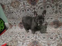 Charlotte, a female French Bulldog for sale in Greenwood, FL – 6 of 8