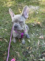 Sadie , a female French Bulldog for sale in Greenwood, FL – 4 of 10