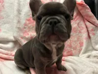 Blu, a male French Bulldog for sale in Greenwood, FL – 7 of 7
