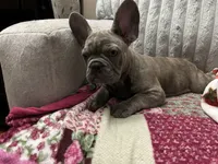 Sadie , a female French Bulldog for sale in Greenwood, FL – 5 of 10