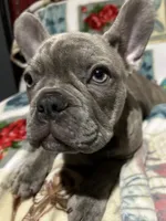 Sadie , a female French Bulldog for sale in Greenwood, FL – 2 of 6