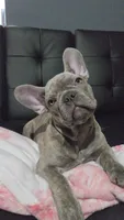 Sadie, a female French Bulldog for sale in Greenwood, FL – 6 of 8