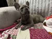 Sadie , a female French Bulldog for sale in Greenwood, FL – 8 of 8