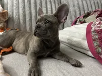 Sadie , a female French Bulldog for sale in Greenwood, FL – 8 of 10