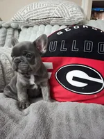 Blu, a male French Bulldog for sale in Greenwood, FL – 6 of 10