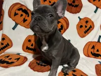 Charlotte, a female French Bulldog for sale in Greenwood, FL – 6 of 7