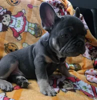 YOGI , a male French Bulldog for sale in Greenwood, FL – 4 of 10