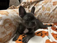 Charlotte, a female French Bulldog for sale in Greenwood, FL – 5 of 8