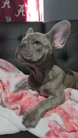 Sadie, a female French Bulldog for sale in Greenwood, FL – 2 of 8