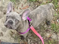 Sadie , a female French Bulldog for sale in Greenwood, FL – 1 of 10
