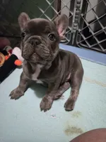 Blu, a male French Bulldog for sale in Greenwood, FL – 9 of 10