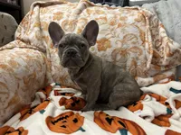 Sadie , a female French Bulldog for sale in Greenwood, FL – 7 of 10