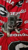 Yogi, a male French Bulldog for sale in Greenwood, FL – 9 of 10