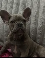 Sadie , a female French Bulldog for sale in Greenwood, FL – 9 of 10