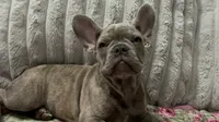 Sadie , a female French Bulldog for sale in Greenwood, FL – 7 of 7
