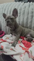 Sadie , a female French Bulldog for sale in Greenwood, FL – 4 of 6