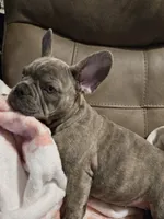 Sadie, a female French Bulldog for sale in Greenwood, FL – 7 of 10