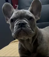 Sadie , a female French Bulldog for sale in Greenwood, FL – 2 of 10