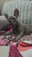 Sadie , a female French Bulldog for sale in Greenwood, FL – 1 of 6
