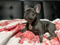 Charlotte, a female French Bulldog for sale in Greenwood, FL – 9 of 9