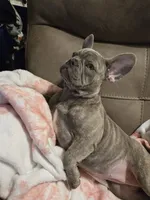 Sadie, a female French Bulldog for sale in Greenwood, FL – 10 of 10