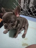 Blu, a male French Bulldog for sale in Greenwood, FL – 5 of 10