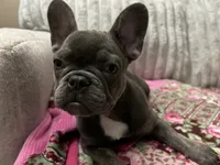 Charlotte, a female French Bulldog for sale in Greenwood, FL – 3 of 8