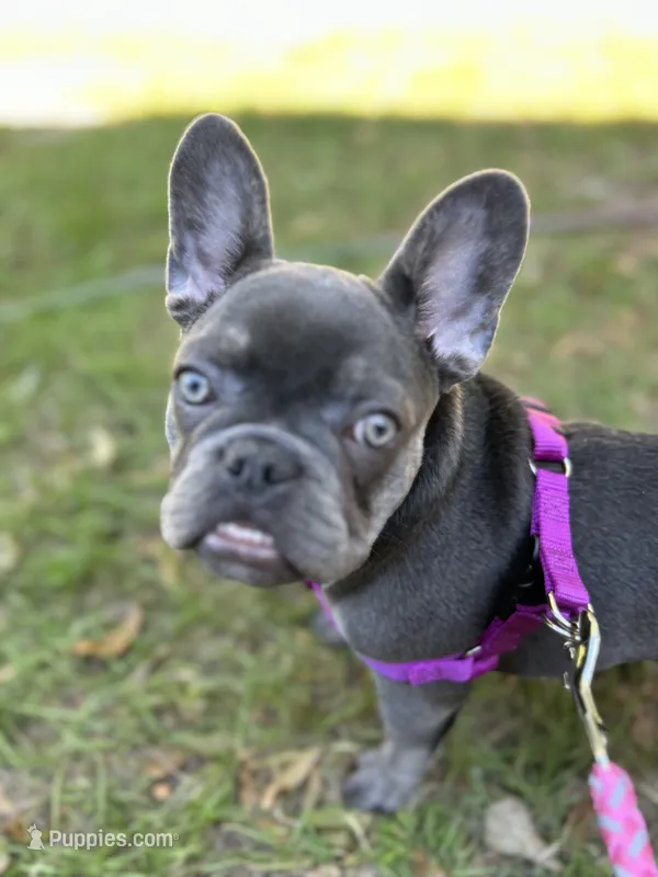Charlotte – French Brittany puppy for sale in Greenwood, FL