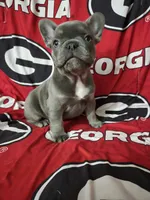Charlotte, a female French Bulldog for sale in Greenwood, FL – 10 of 10
