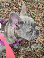 Sadie , a female French Bulldog for sale in Greenwood, FL – 7 of 10